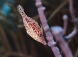 Slender Filefish. Bonaire. by Jacques Miller 